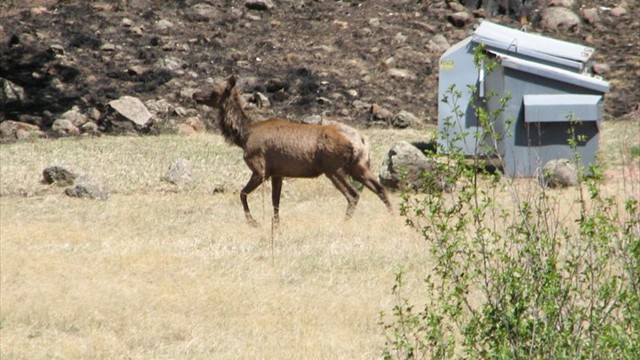 Elk at Buffalo Crossing